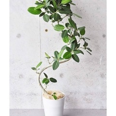 観葉植物　フィカス　ベンガレシス　150cmの画像