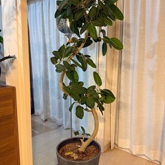 観葉植物　フィカス　ベンガレシス　150cmの画像