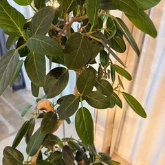 観葉植物　フィカス　ベンガレシス　150cmの画像
