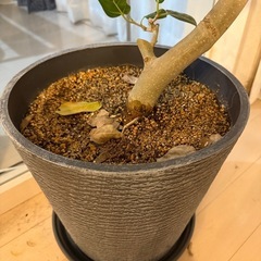 観葉植物　フィカス　ベンガレシス　150cmの画像
