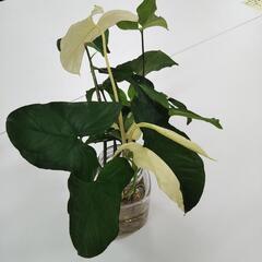 シンゴニウム（その２）の画像