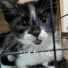【添い寝子猫】 シイちゃん♀