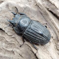 【オススメ】【奄美群島固有種】スジブトヒラタクワガタ①　♂♀ペアの画像