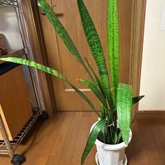 観葉植物[サンセベリア　ゼラニカ(虎の尾)]78cmの画像