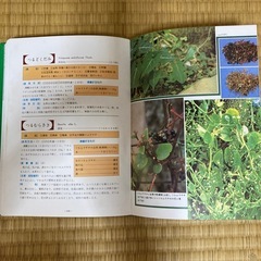 沖縄薬草百科の画像