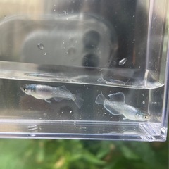メダカ　ラムネグレープ　稚魚10匹の画像