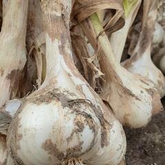 大玉にんにくの画像