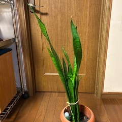 観葉植物[サンセベリア　ゼラニカ(虎の尾)]70cmの画像