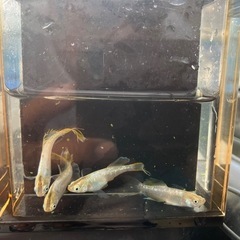メダカ　セイコーイエローテールの画像
