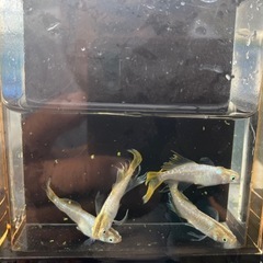 メダカ　セイコーイエローテール