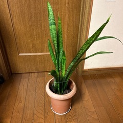 観葉植物[サンセベリア　ゼラニカ(虎の尾)]57cmの画像
