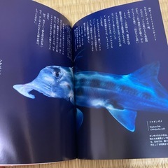 深海の不思議な生き物の画像