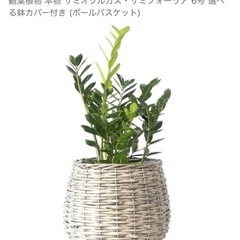 ザミオクルカス・ザミフォーリア 6号　高さ約80cmの画像
