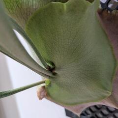 【初心者におすすめ】【大株】【良形】ビカクシダ　ネザーランド(Netherlands)　観葉植物　コウモリランの画像