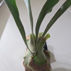 【初心者におすすめ】【大株】【良形】ビカクシダ　ネザーランド(Netherlands)　観葉植物　コウモリランの画像