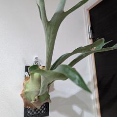 【初心者におすすめ】【大株】【良形】ビカクシダ　ネザーランド(Netherlands)　観葉植物　コウモリランの画像
