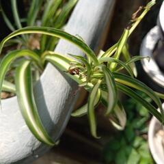 オリヅルラン　ラン　観葉植物　2株の画像