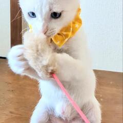 兄妹譲渡になりました。白シャム - 猫