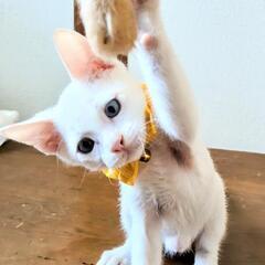 兄妹譲渡になりました。白シャム − 福岡県