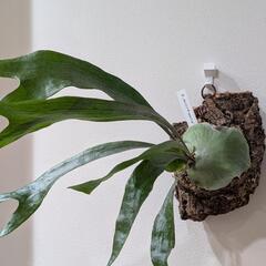 【コルク付】ビカクシダ　ヒリープミラ(P. hillii 'Pumila' )　観葉植物　コウモリラン　インテリアグリーンの画像