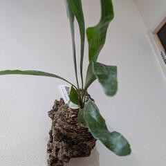 【コルク付】ビカクシダ　ヒリープミラ(P. hillii 'Pumila' )　観葉植物　コウモリラン　インテリアグリーンの画像