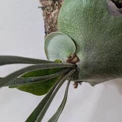 【コルク付】ビカクシダ　ヒリープミラ(P. hillii 'Pumila' )　観葉植物　コウモリラン　インテリアグリーンの画像
