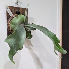 ビカクシダ　ホワイトギズモ(P.White Gizmo)　TC　観葉植物　コウモリラン　インテリアグリーンの画像