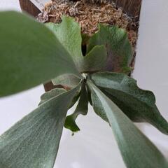 ビカクシダ　ホワイトギズモ(P.White Gizmo)　TC　観葉植物　コウモリラン　インテリアグリーンの画像