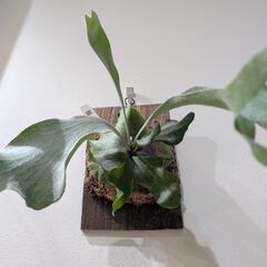 ビカクシダ　ホワイトギズモ(P.White Gizmo)　TC　観葉植物　コウモリラン　インテリアグリーンの画像