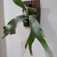 ビカクシダ　ホワイトギズモ(P.White Gizmo)　TC　観葉植物　コウモリラン　インテリアグリーンの画像