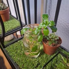 【決まりました】ルドウィジアの画像