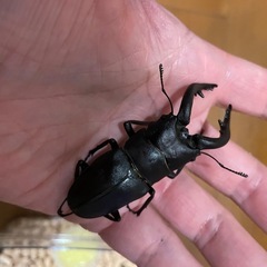 ノコギリクワガタ水牛　68mm ペアの画像
