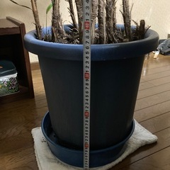 引き渡し先が決定しました　観葉植物 カンノンチク 高さ約2m の画像