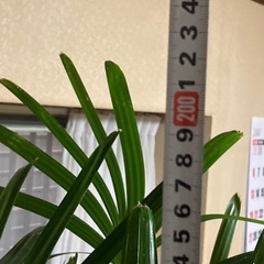 引き渡し先が決定しました　観葉植物 カンノンチク 高さ約2m の画像