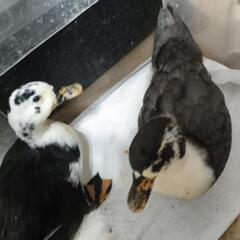 コールダック成長SALE