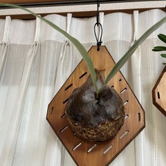 着生板付き　観葉植物　蘭の画像
