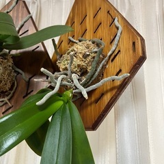 着生板付き　観葉植物　蘭の画像
