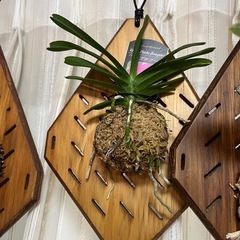 着生板付き　観葉植物　蘭の画像