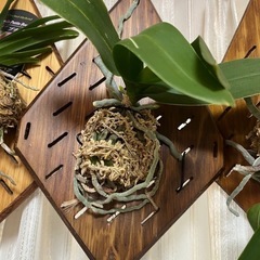 着生板付き　観葉植物　蘭の画像