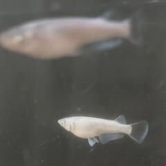 現物出品　メダカ　緑光鰭長アースアイ×エメキンアースアイ　2ペアの画像