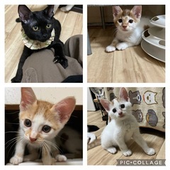 7/13(日)大和市譲渡会参加の子猫たち
