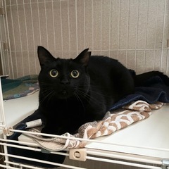 猫の人馴れ訓練を手伝ってくださいませんか