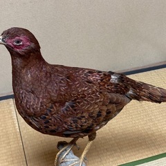 キジの剥製の画像