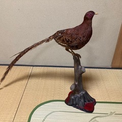 キジの剥製の画像