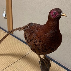 キジの剥製の画像