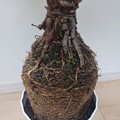 一点もの★根上り　八丈島産　ロベ　フェニックスロベレニー　シンノウヤシ　6号　観葉植物　ヤシ　個性的　の画像
