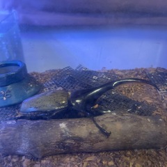 ヘラクレスオオカブト　オス　135mmの画像