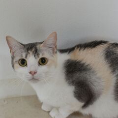 里親募集中！2歳足長マンチカン♀ダイリュートキャリコ 