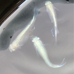 改良メダカ  稚魚  20匹  ✨幹之めだか✨の画像
