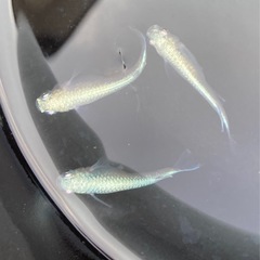 改良メダカ  稚魚  20匹  ✨幹之めだか✨の画像